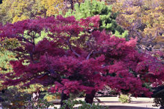紅葉　浜離宮恩賜庭園①