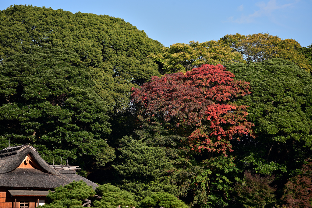 紅葉　浜離宮恩賜庭園③