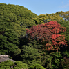 紅葉　浜離宮恩賜庭園③