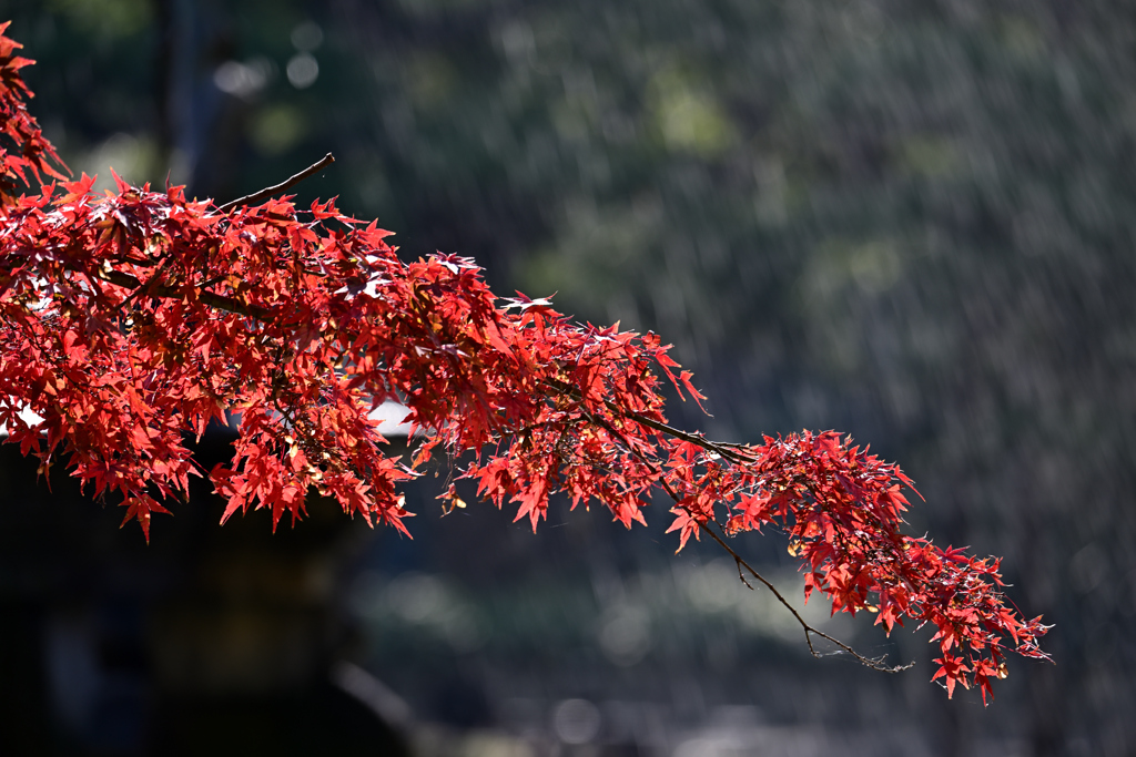 紅葉　日比谷公園⑤