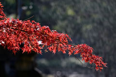 紅葉　日比谷公園⑤