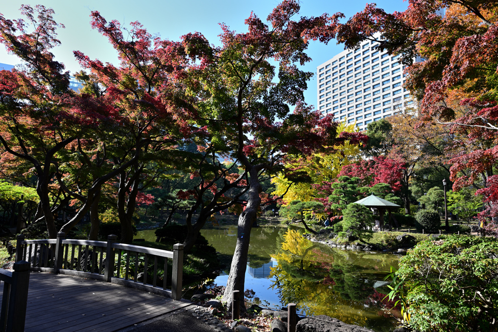 紅葉　日比谷公園⑥