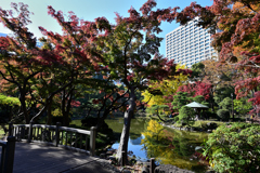 紅葉　日比谷公園⑥