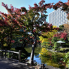 紅葉　日比谷公園⑥