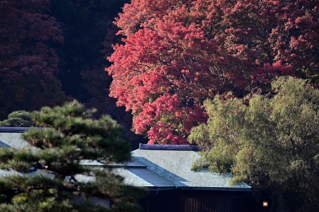 紅葉　浜離宮恩賜庭園②
