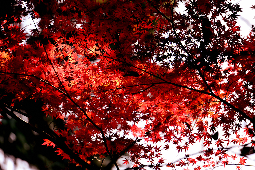 国立科学博物館附属 自然教育園③
