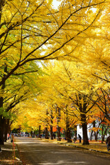 北大のイチョウ並木