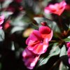 百合が原公園にて