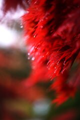 雨の日のもみじ