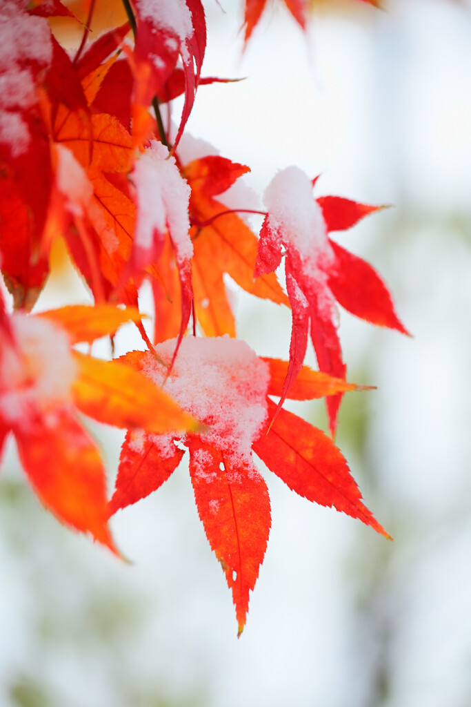 雪の日のもみじ
