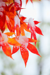 雪の日のもみじ