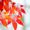 雪の日のもみじ