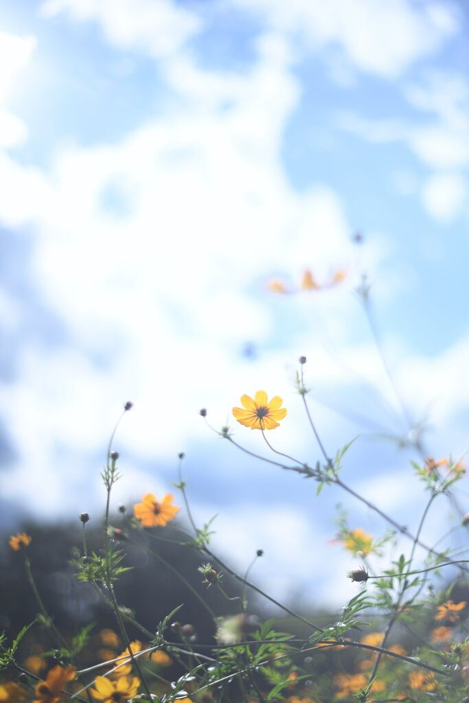 コスモスと空