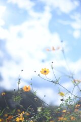 コスモスと空