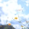 コスモスと空
