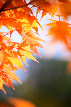 オレンジなもみじ
