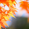 オレンジなもみじ