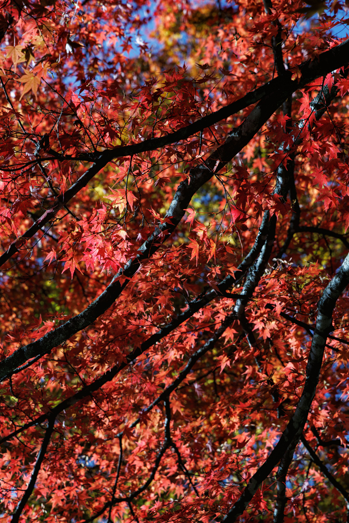 照紅葉