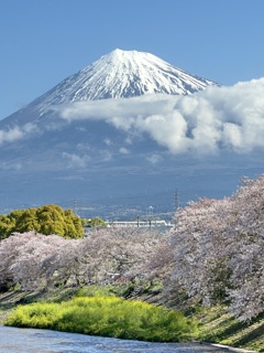 富士山と桜