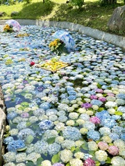 紫陽花