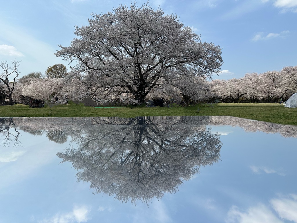 昭和記念公園の桜