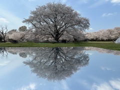 昭和記念公園の桜