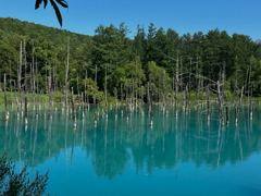 美瑛　青い池