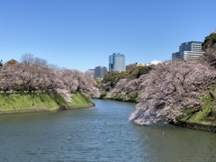 千鳥ヶ淵