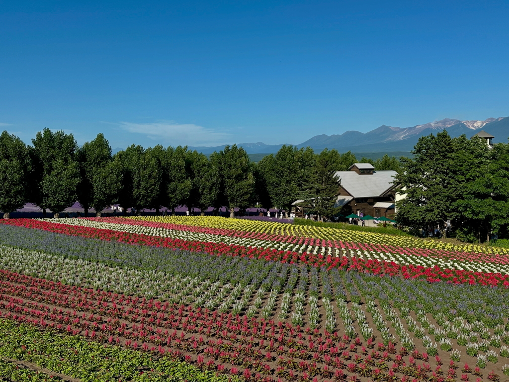 富良野　ファーム富田