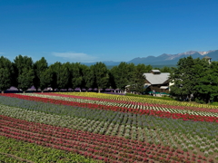 富良野　ファーム富田