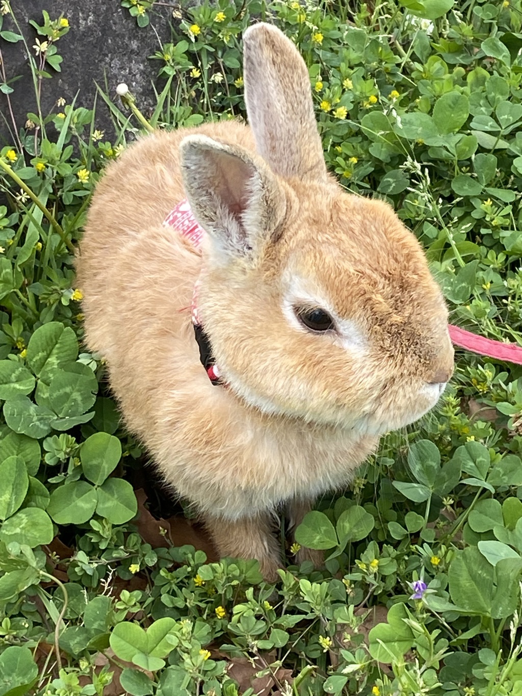 山下公園を散歩中のうさぎ