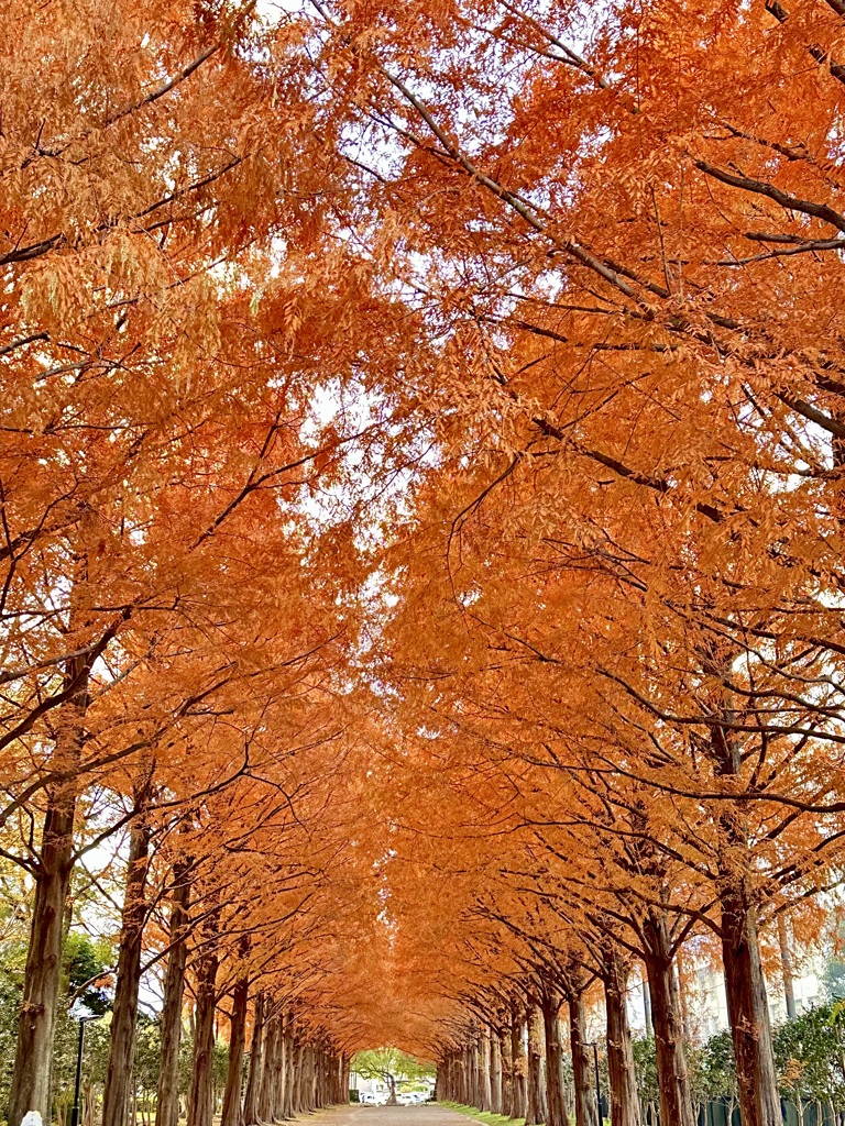 平塚のメタセコイヤ