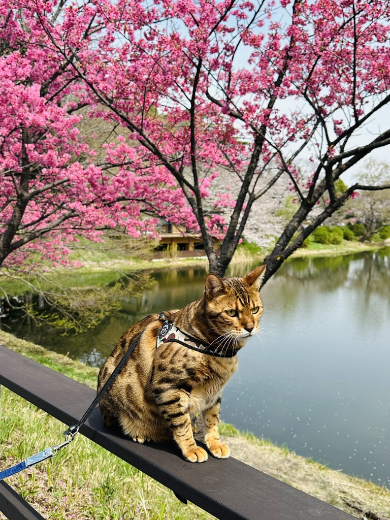 三ツ池公園を散歩中のニャンコ