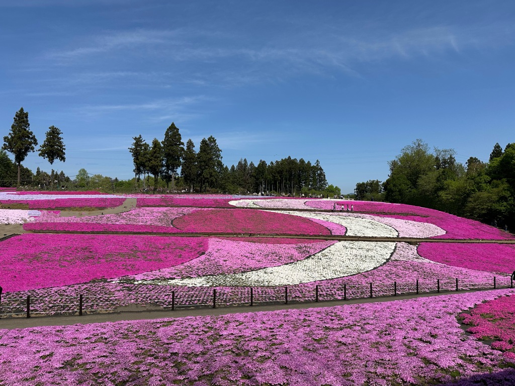 芝桜