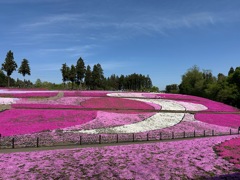 芝桜