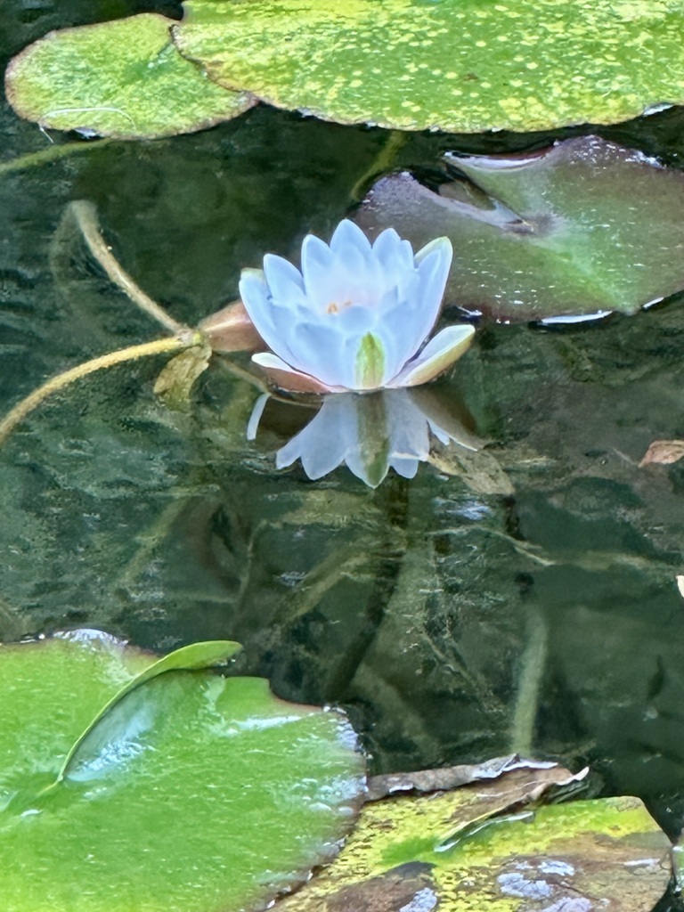岐阜　名もなき池