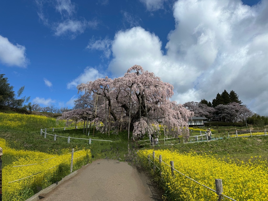 三春の桜