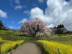 三春の桜