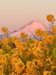 二宮　吾妻山の春