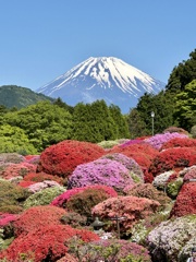 箱根のツツジ