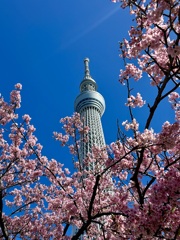 スカイツリー