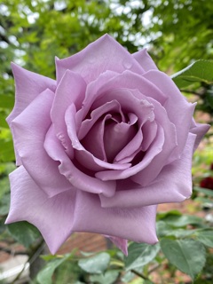 薔薇