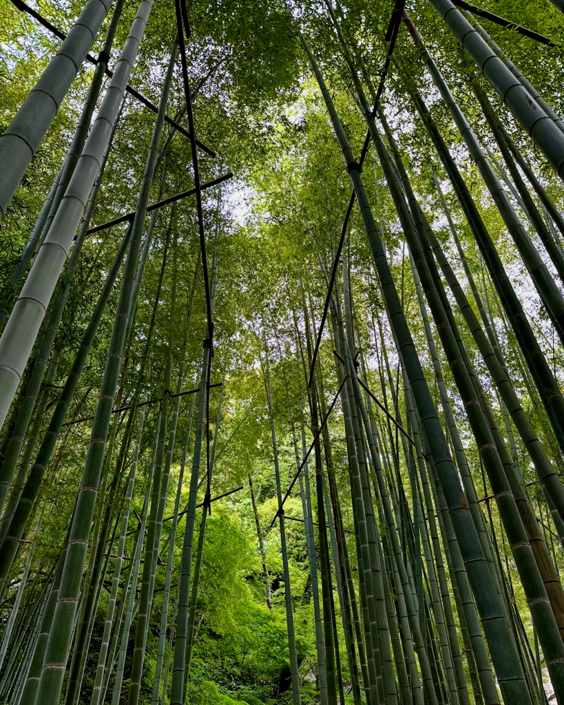 鎌倉　竹の寺