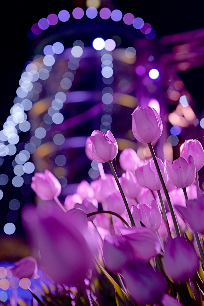 江ノ島のチューリップ