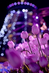 江ノ島のチューリップ