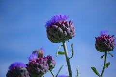 夏咲く花2025_10