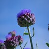 夏咲く花2025_10