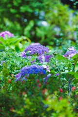 夏咲く花2025_20
