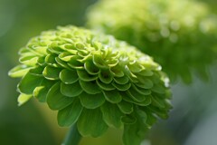 夏咲く花2025_14