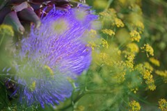 夏咲く花2025_12